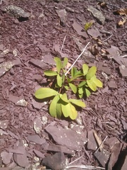 Trifolium virginicum