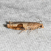 Virginia Pseudexentera Moth - Photo (c) Royal Tyler, some rights reserved (CC BY-NC-SA), uploaded by Royal Tyler