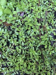 Bacopa monnieri image