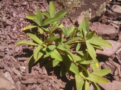 Trifolium virginicum