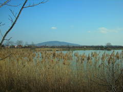 Phragmites australis altissimus