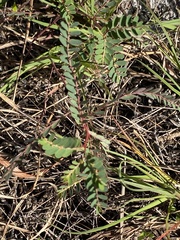 Phyllanthus abnormis