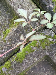 Causonis japonica