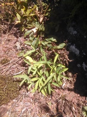 Trifolium virginicum