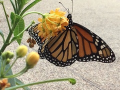 Danaus plexippus