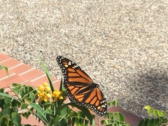 Danaus plexippus