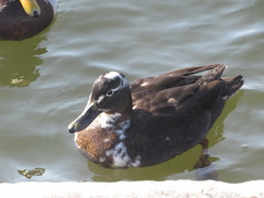 Anas platyrhynchos domesticus