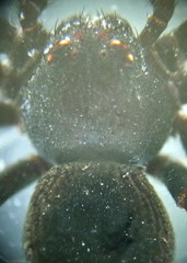 Bassaniodes robustus