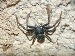 Bassaniodes robustus