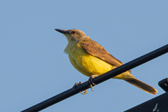 Machetornis rixosa