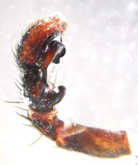 Bassaniodes robustus