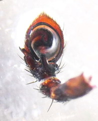 Bassaniodes robustus