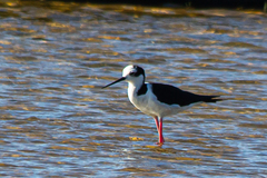 Himantopus mexicanus melanurus