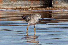Tringa flavipes