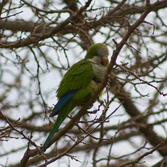 Myiopsitta monachus