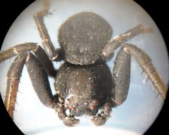 Bassaniodes robustus