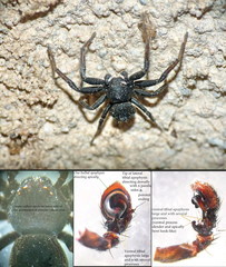 Bassaniodes robustus