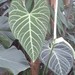 Anthurium regale - Photo (c) Tsl09, some rights reserved (CC BY-SA)