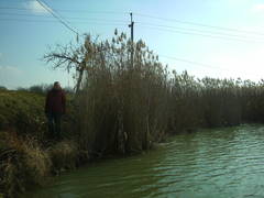 Phragmites australis altissimus