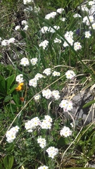 Androsace chamaejasme