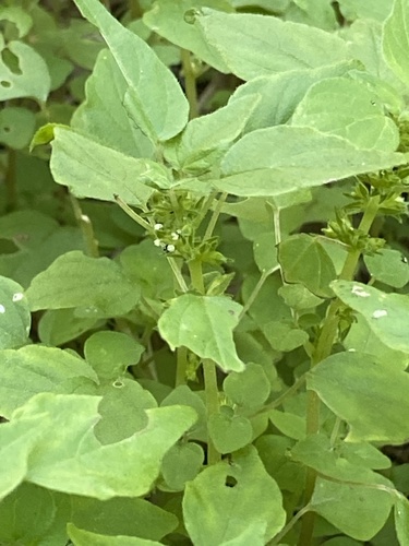 Parietaria praetermissa image