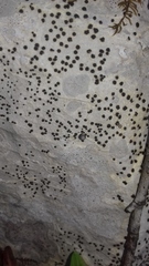 Bagliettoa parmigera