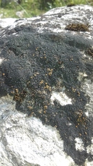 Caloplaca isidiigera