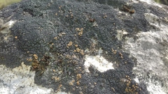 Caloplaca isidiigera