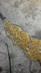 Xanthocarpia ochracea