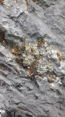 Xanthocarpia ochracea