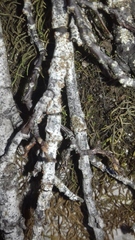 Bryoplaca sinapisperma