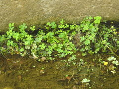 Marsilea minuta
