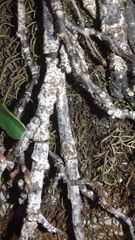 Bryoplaca sinapisperma