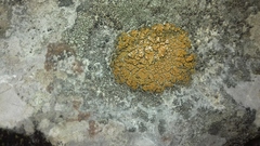 Leproplaca xantholyta