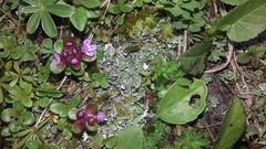 Cladonia symphycarpa