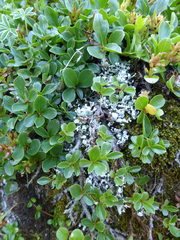 Cladonia symphycarpa