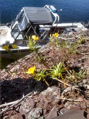Oenothera argillicola