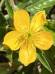 Mentzelia floridana image