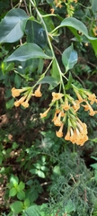 Cestrum aurantiacum