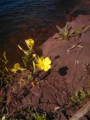Oenothera argillicola