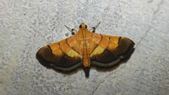 Syngamia latimarginalis
