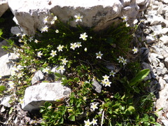 Moehringia ciliata