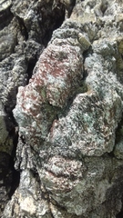 Gyrographa gyrocarpa