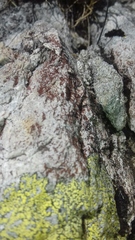 Gyrographa gyrocarpa