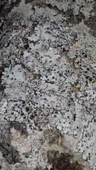 Parmelina carporrhizans