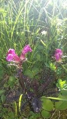 Pedicularis rostratocapitata