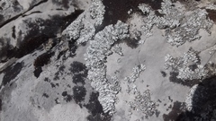 Phaeophyscia sciastra