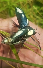 Sternocera orissa orissa
