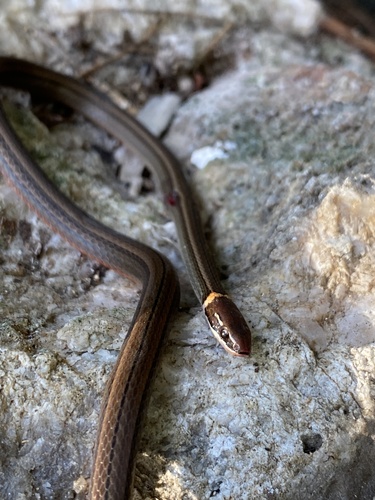 Photo of a Western Graceful Brown Snake (Rhadinaea hesperia)