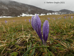 Crocus neapolitanus